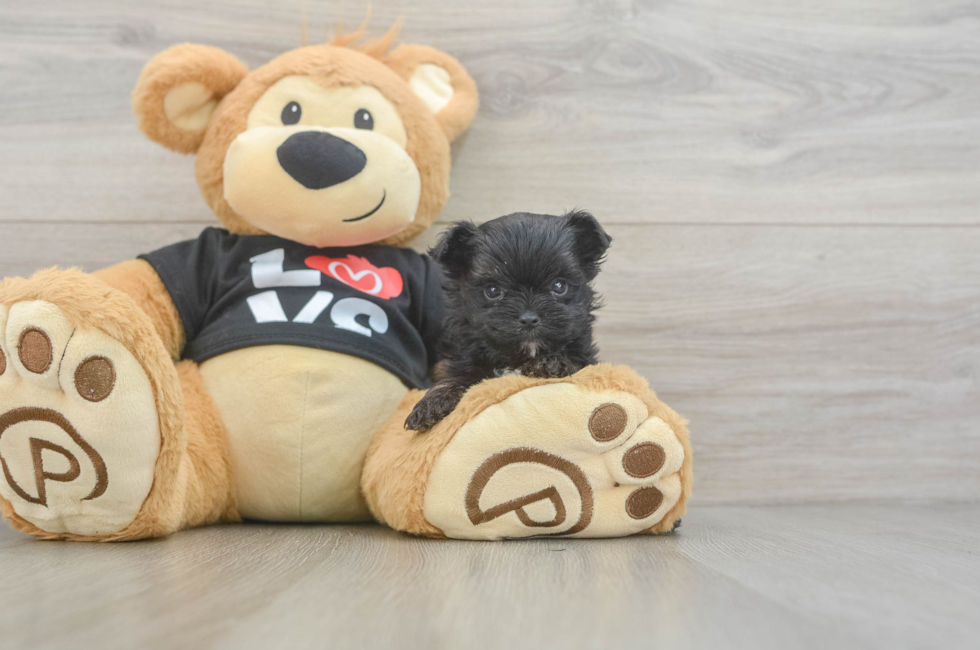 11 week old Morkie Puppy For Sale - Simply Southern Pups
