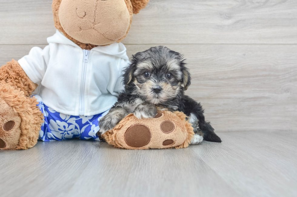 7 week old Morkie Puppy For Sale - Simply Southern Pups