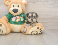 6 week old Morkie Puppy For Sale - Simply Southern Pups