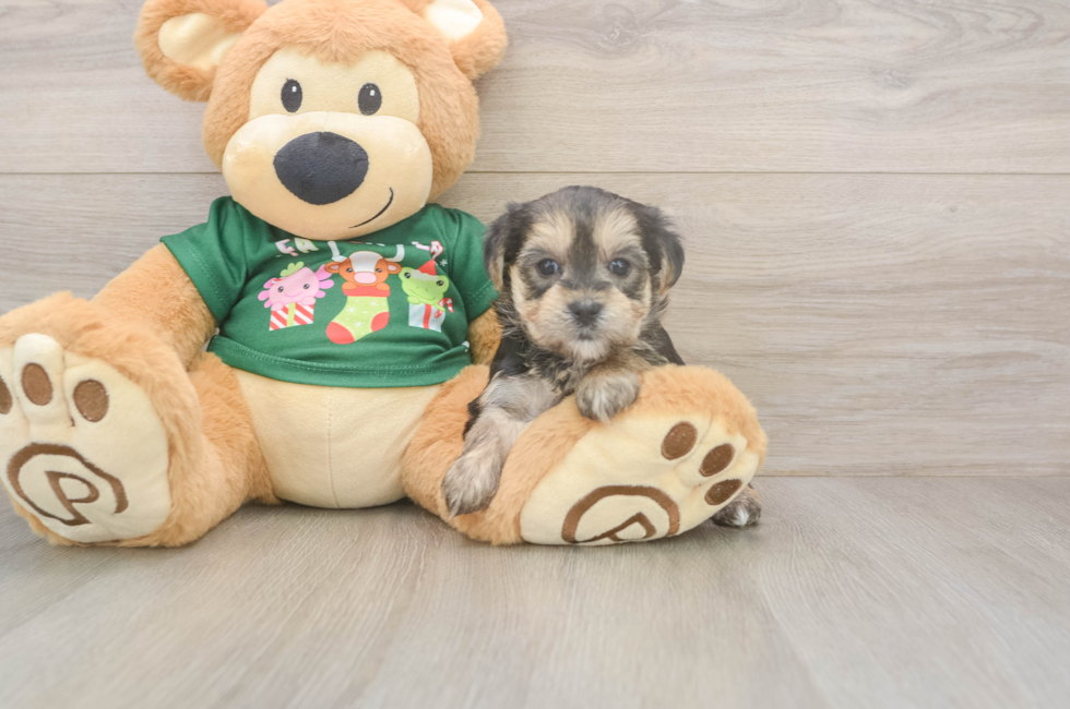 5 week old Morkie Puppy For Sale - Simply Southern Pups