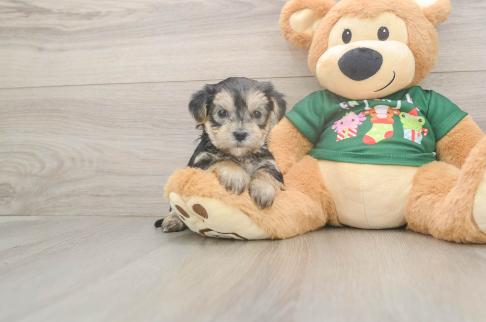 5 week old Morkie Puppy For Sale - Simply Southern Pups