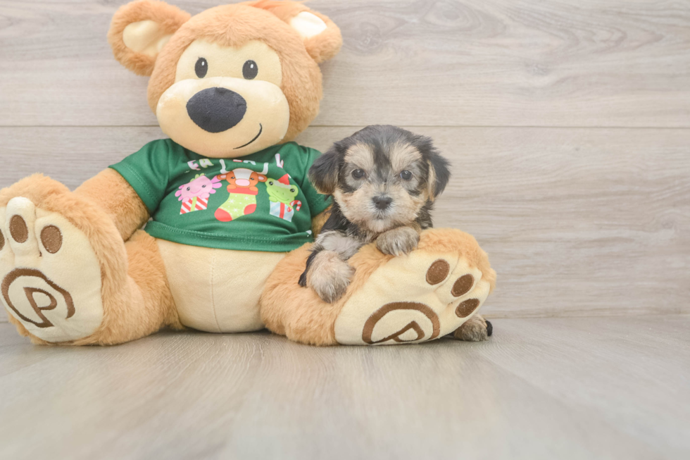 Hypoallergenic Yorktese Designer Puppy