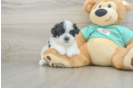 Energetic Morkshire Terrier Designer Puppy