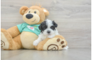 Sweet Morkie Baby