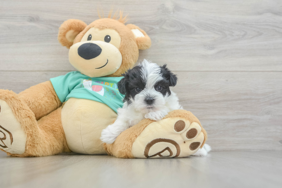 Sweet Morkie Baby