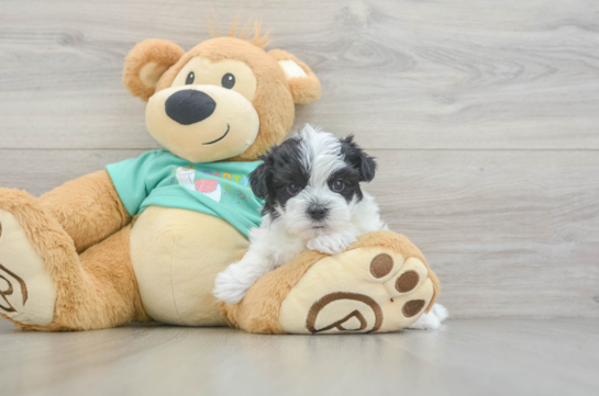Sweet Morkie Baby