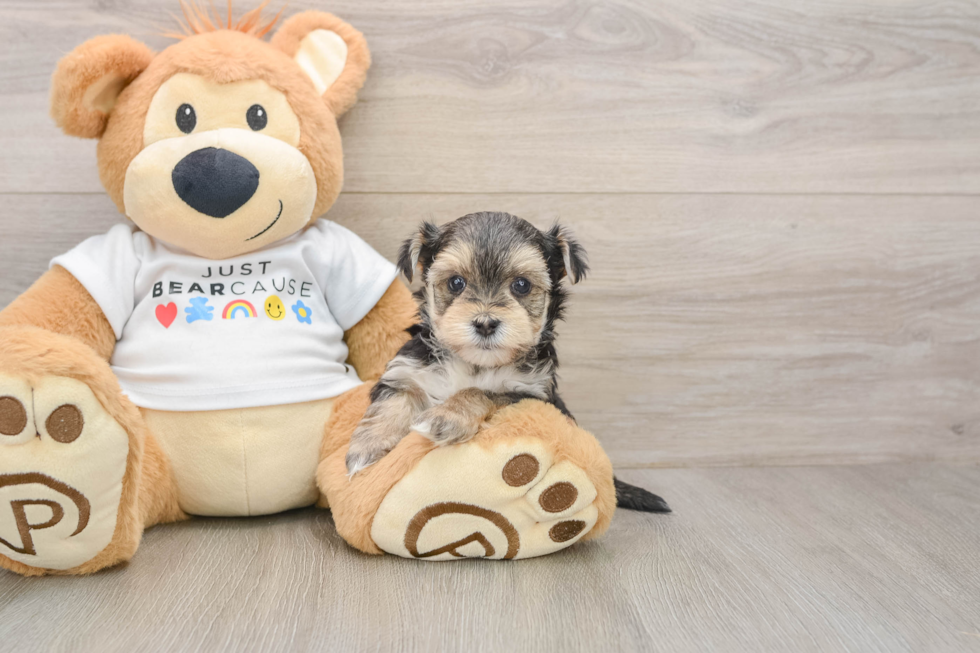 Fluffy Morkie Designer Pup