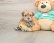 7 week old Morkie Puppy For Sale - Simply Southern Pups