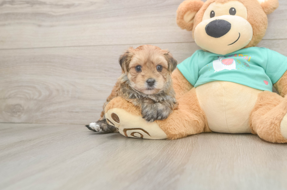 5 week old Morkie Puppy For Sale - Simply Southern Pups