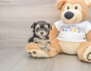 6 week old Morkie Puppy For Sale - Simply Southern Pups