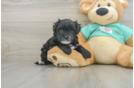Morkie Puppy for Adoption