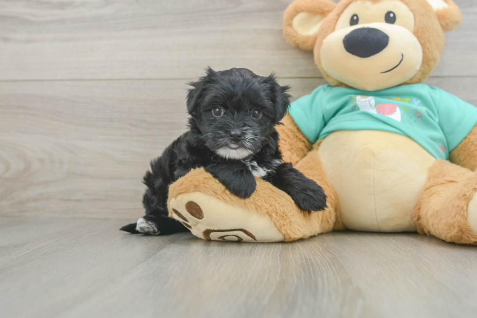 Morkie Puppy for Adoption