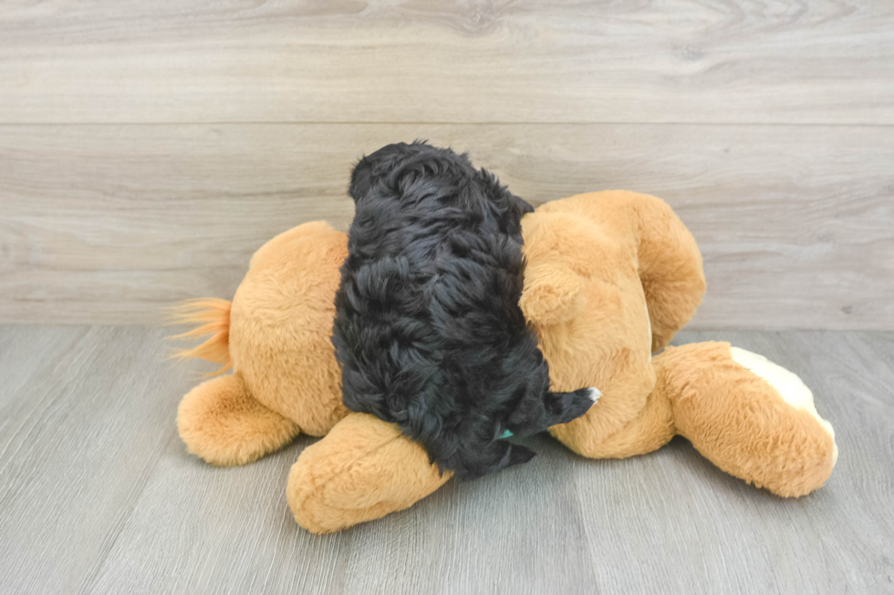Best Morkie Baby