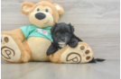 Funny Morkie Designer Pup