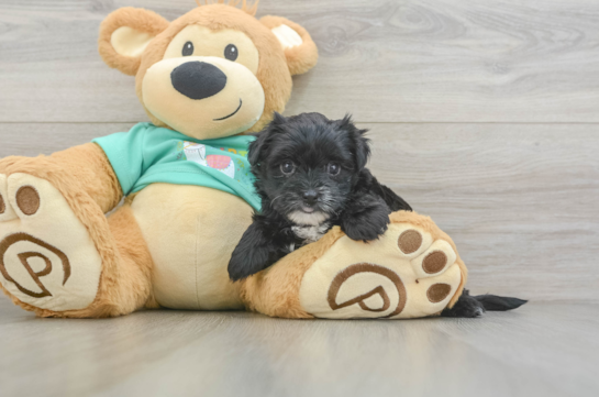 Funny Morkie Designer Pup