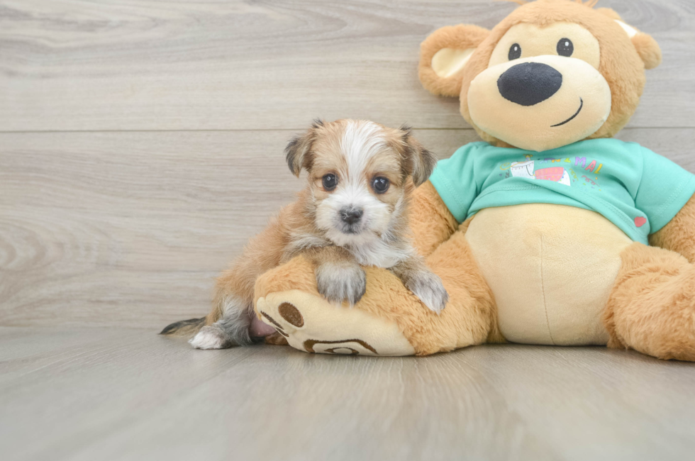 6 week old Morkie Puppy For Sale - Simply Southern Pups