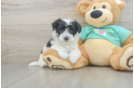 Morkie Puppy for Adoption