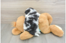 Little Yorkiemalt Designer Puppy
