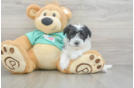 Cute Morkie Baby