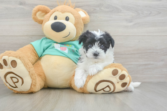 Cute Morkie Baby