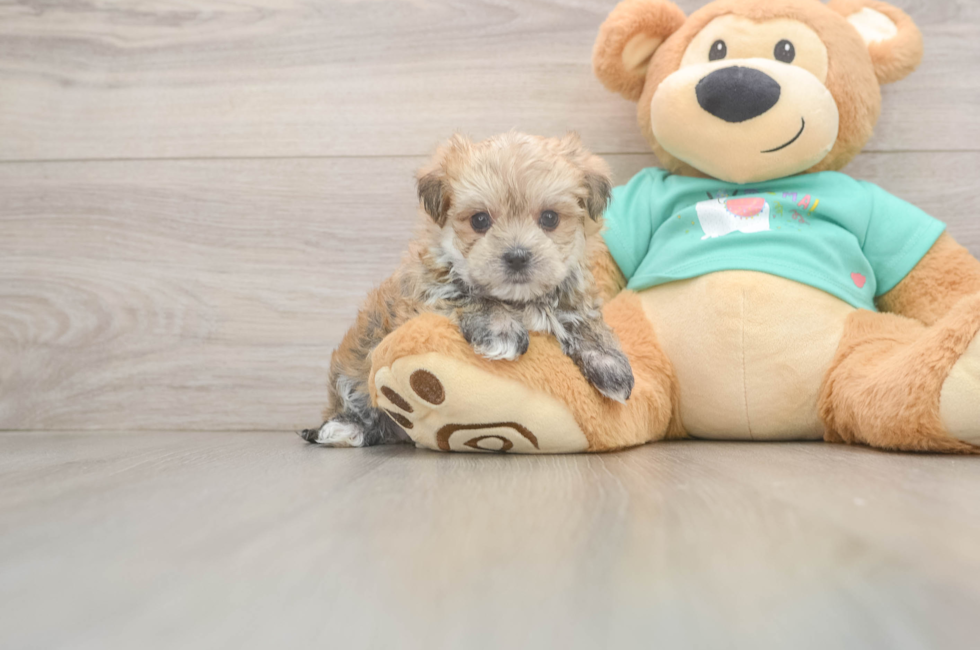 7 week old Morkie Puppy For Sale - Simply Southern Pups