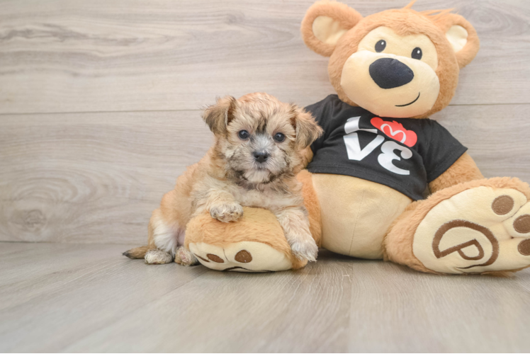 Morkie Pup Being Cute