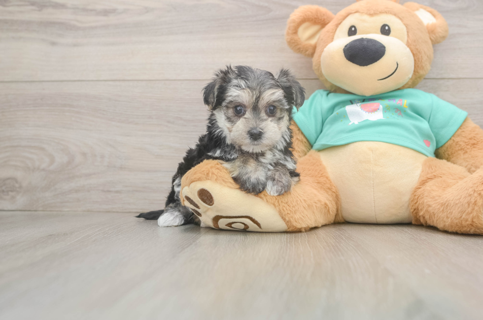 7 week old Morkie Puppy For Sale - Simply Southern Pups