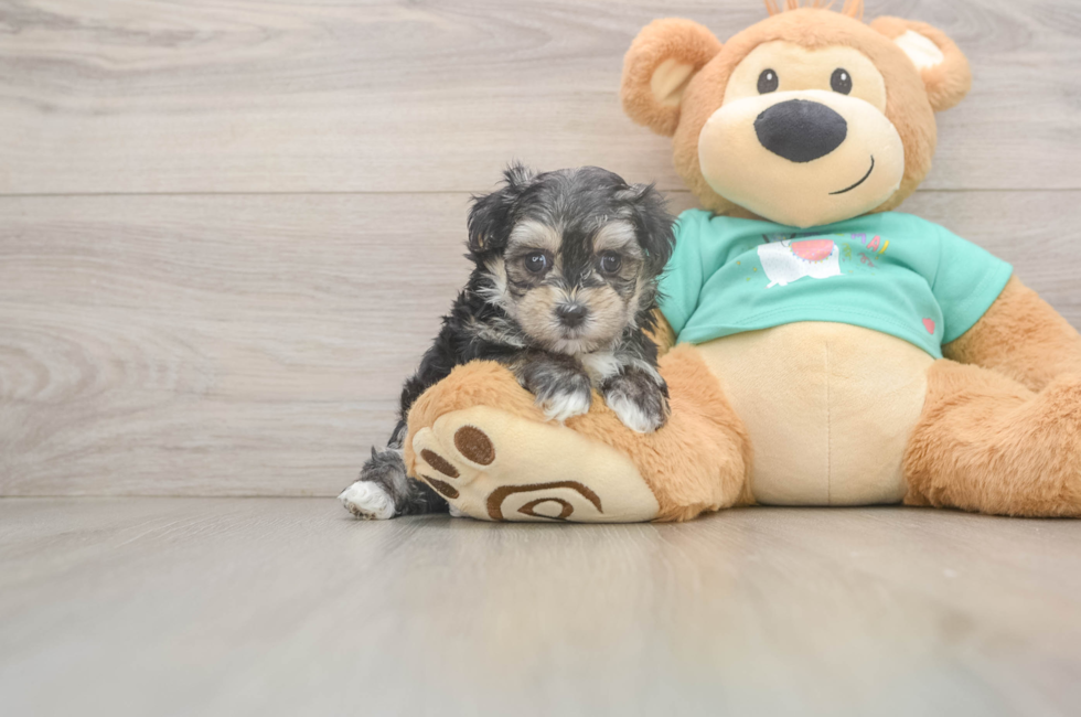 7 week old Morkie Puppy For Sale - Simply Southern Pups