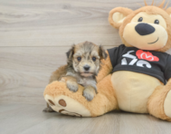 6 week old Morkie Puppy For Sale - Simply Southern Pups