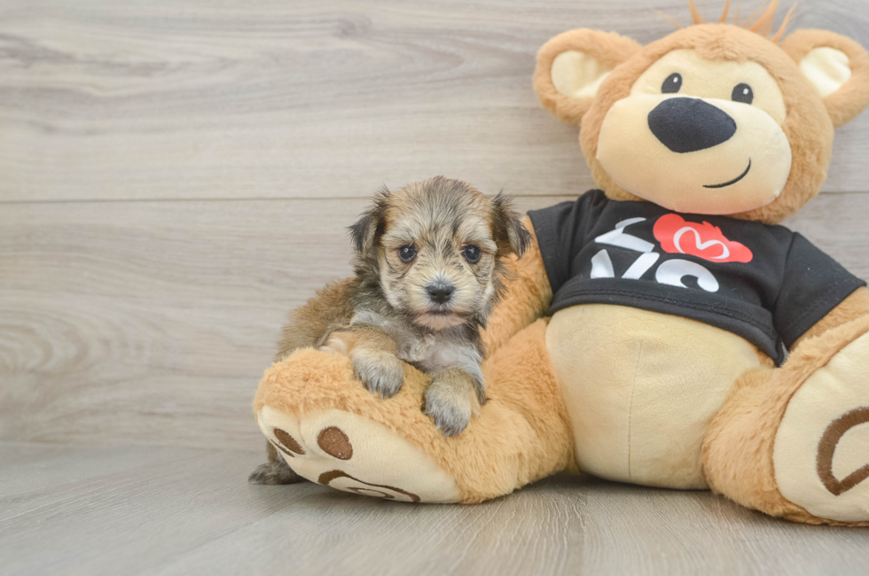 6 week old Morkie Puppy For Sale - Simply Southern Pups
