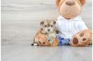 Best Morkie Baby