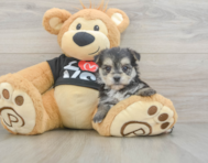 6 week old Morkie Puppy For Sale - Simply Southern Pups