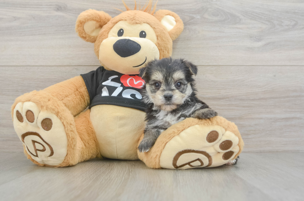 6 week old Morkie Puppy For Sale - Simply Southern Pups