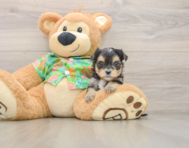 5 week old Morkie Puppy For Sale - Simply Southern Pups