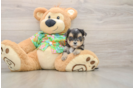 Little Yorkiemalt Designer Puppy