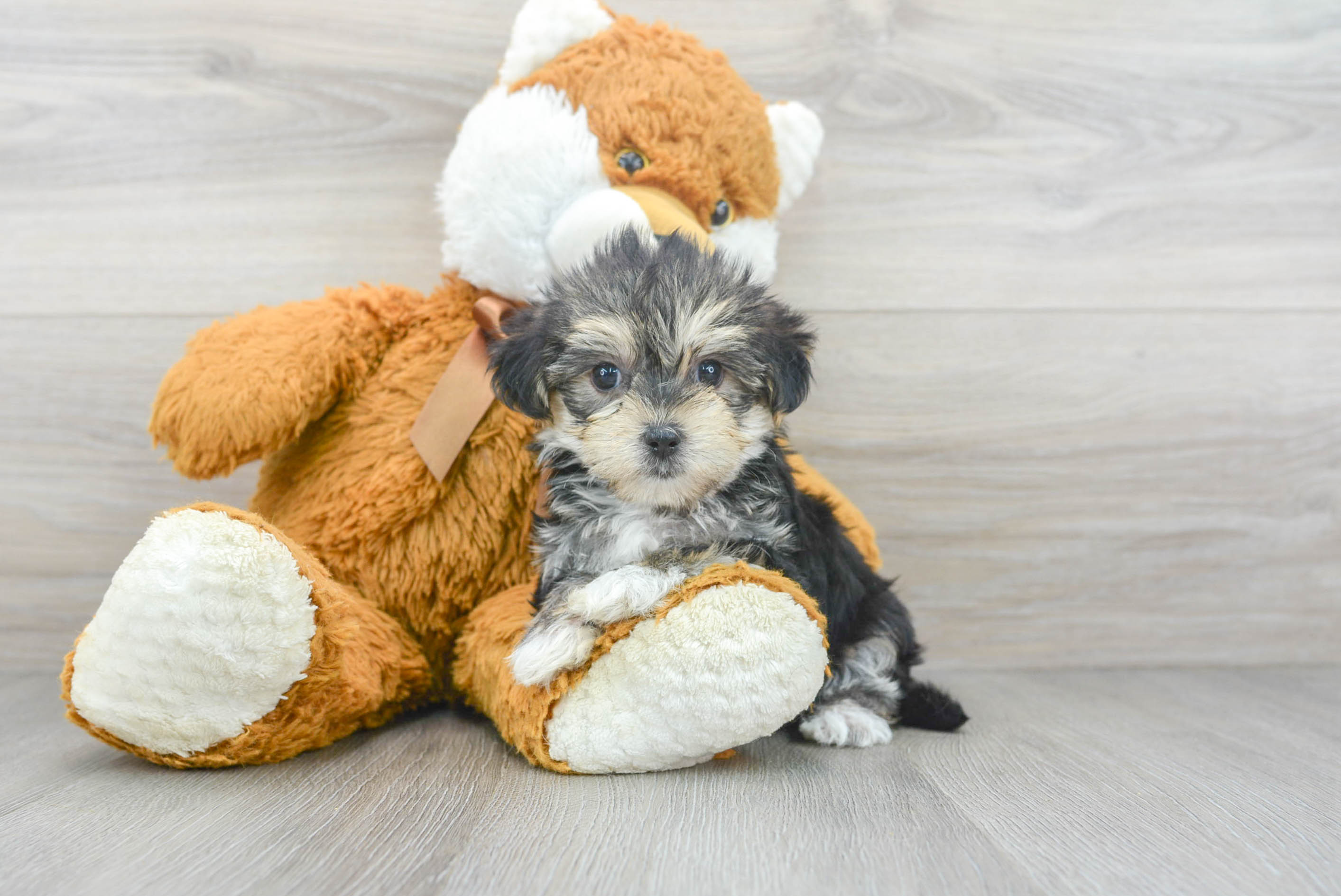 Miniature best sale morkie puppies