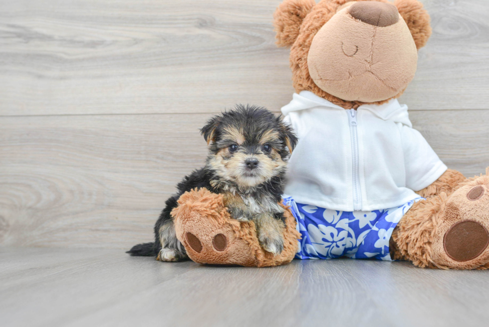 Small Morkie Baby