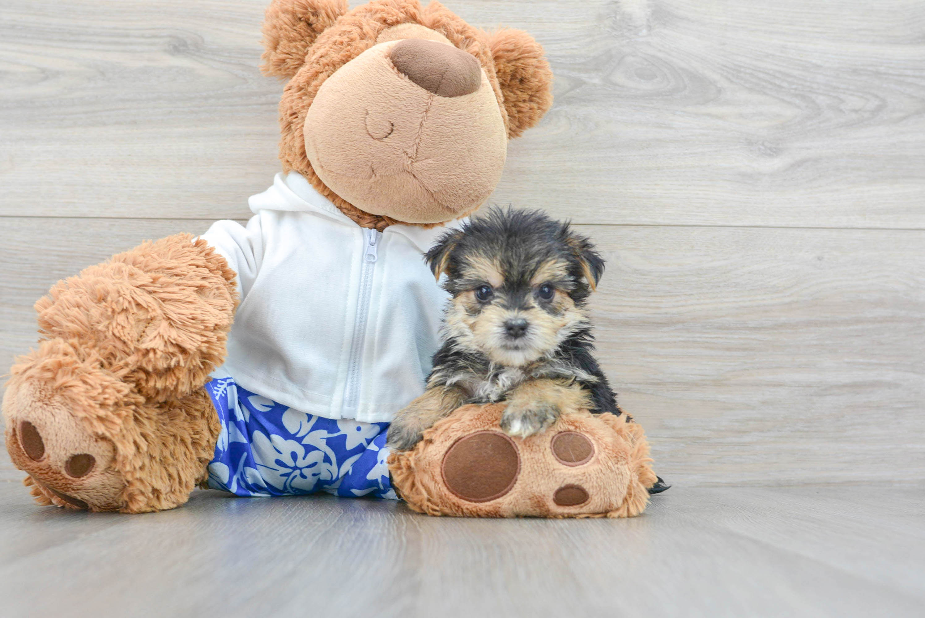 Teddy bear outlet morkie