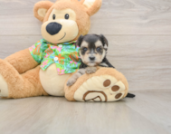 5 week old Morkie Puppy For Sale - Simply Southern Pups