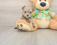 5 week old Morkie Puppy For Sale - Simply Southern Pups