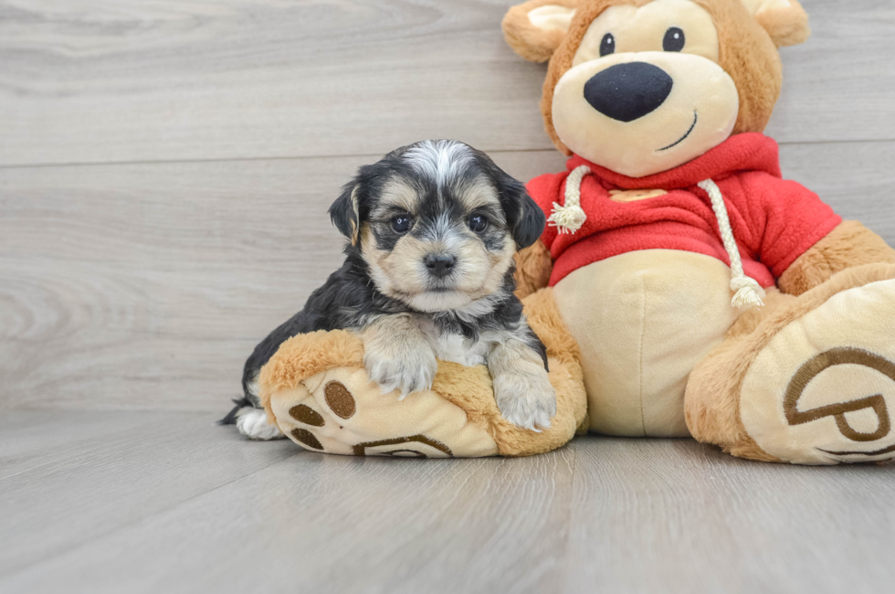 8 week old Morkie Puppy For Sale - Simply Southern Pups