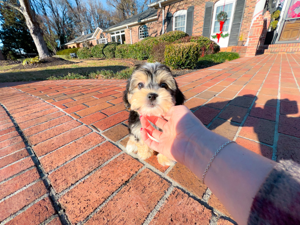 Morkie Puppy for Adoption