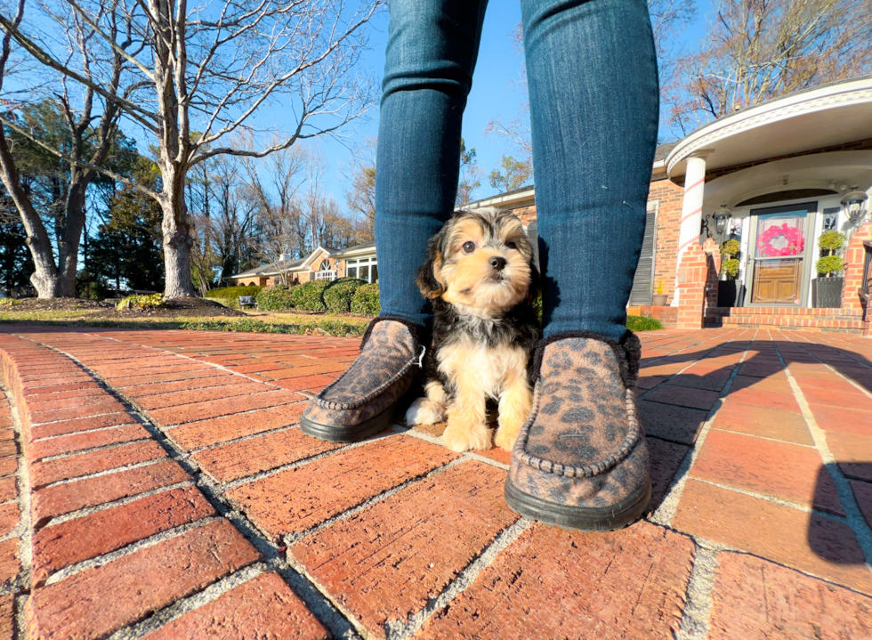 Cute Morkie Baby