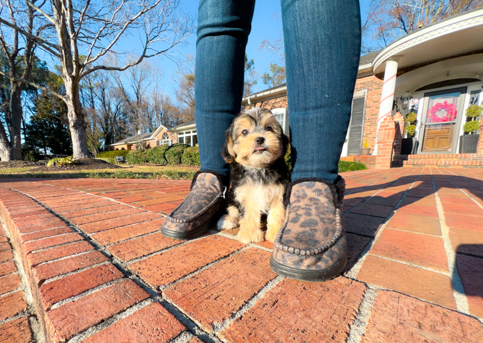 Cute Morkie Designer Pup
