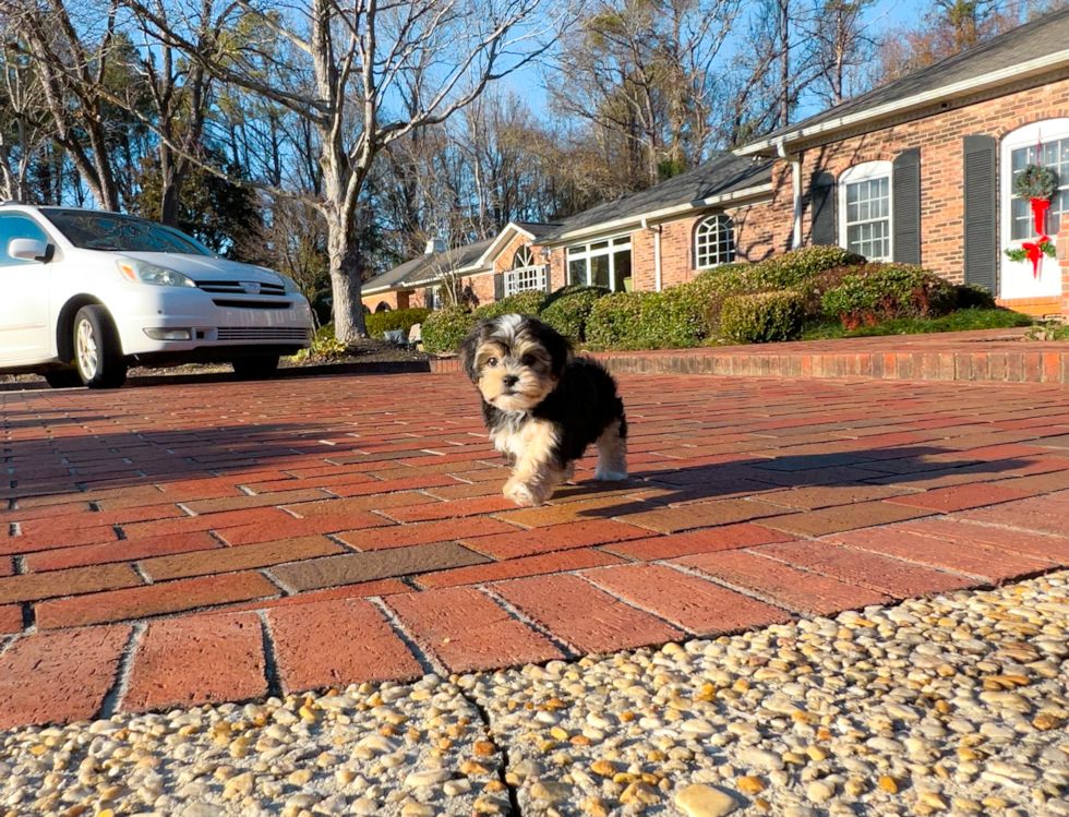 Morkie Pup Being Cute