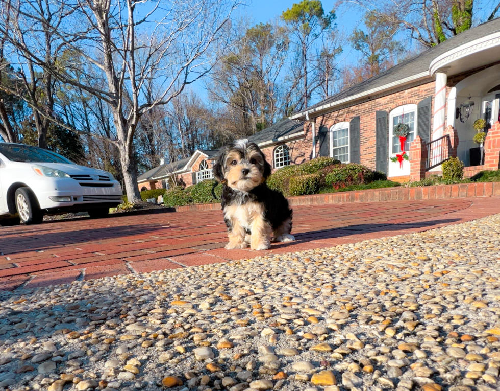 Cute Morkie Designer Pup