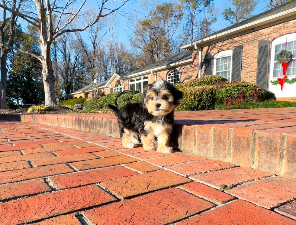 Cute Morkie Baby