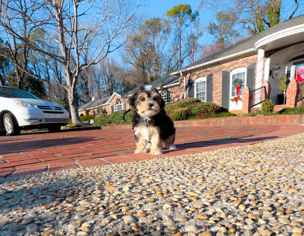Cute Morkie Designer Pup
