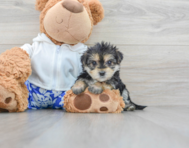 7 week old Morkie Puppy For Sale - Simply Southern Pups