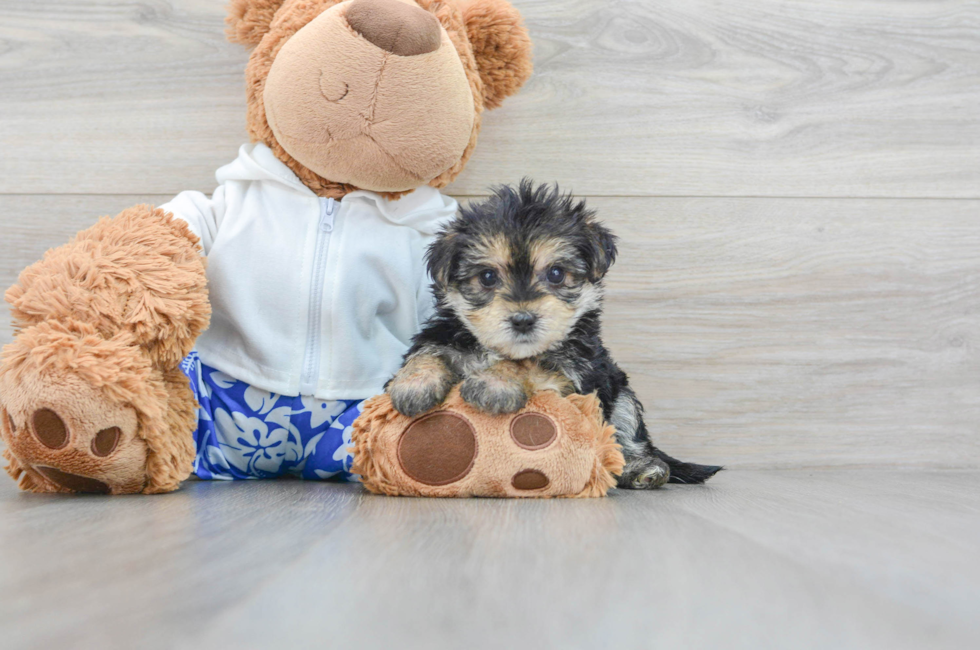 5 week old Morkie Puppy For Sale - Simply Southern Pups